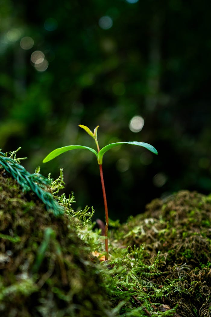 Young seedling growing in soft moss, representing care and steady growth