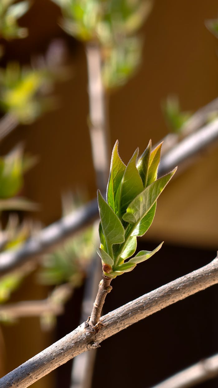 Soft green leaves in natural light, representing rhythm and balance